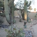 arizona from other cameras - DSCF1614